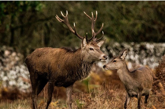 Free family days out and places to visit in Leicestershire