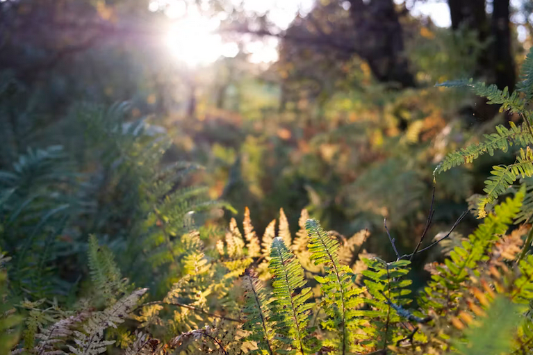 free things to do with kids in East Dunbartonshire