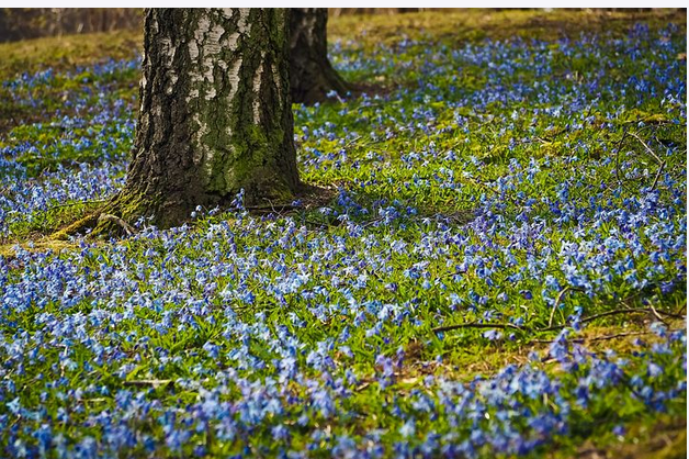 free things to do with kids in Cheshire