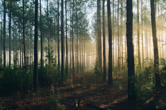 Free family days out and places to visit in Berkshire