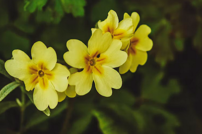 free things to do with kids in Derry