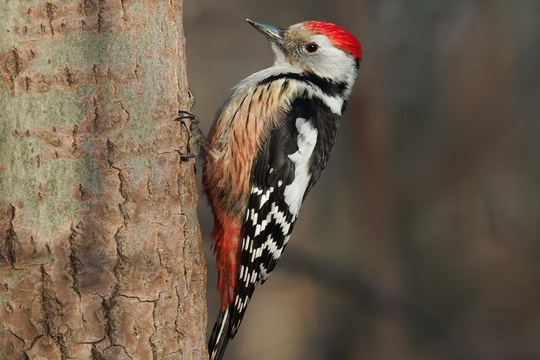 Free family days out and places to visit in Bedfordshire