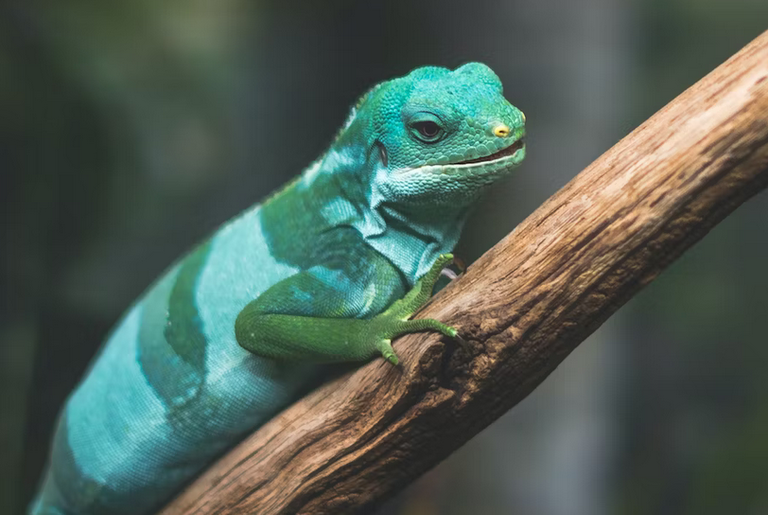 free things to do with kids in Manchester