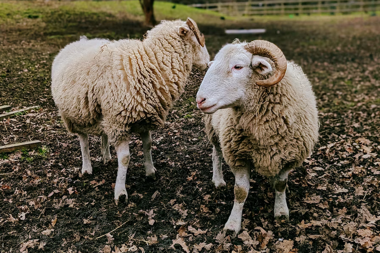 free things to do with kids in london