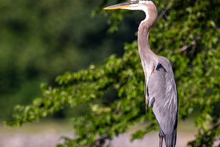 free things to do with kids in Cheshire