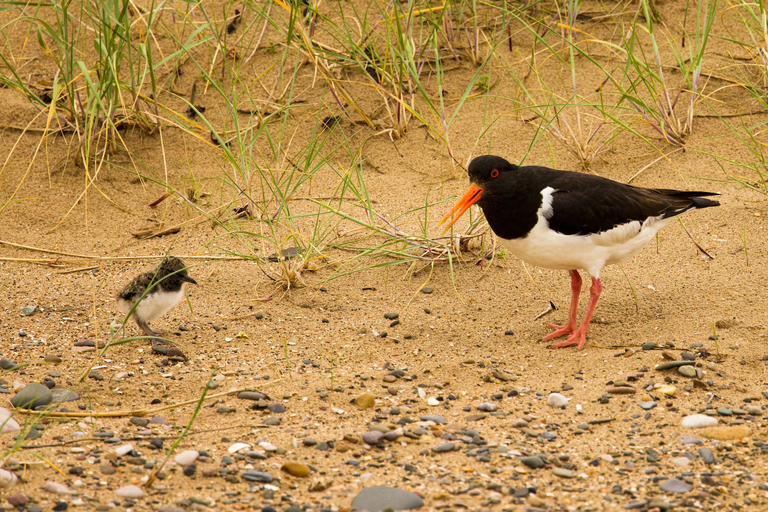 free things to do with kids in Denbighshire