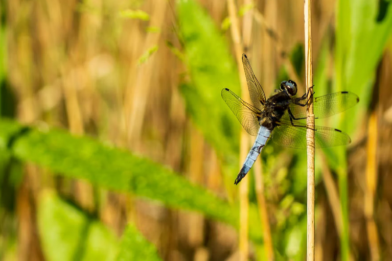 free things to do with kids in Powys