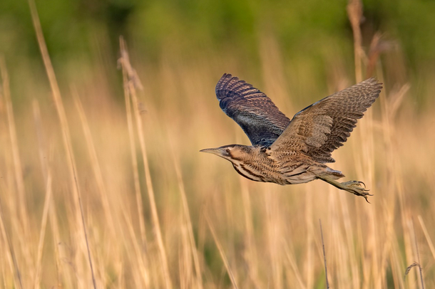 free things to do with kids in Somerset