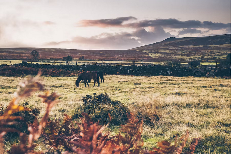 free things to do with kids in Devon