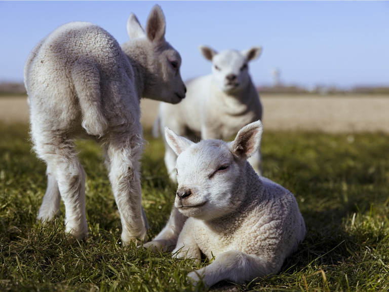 spring activities for kids lambs