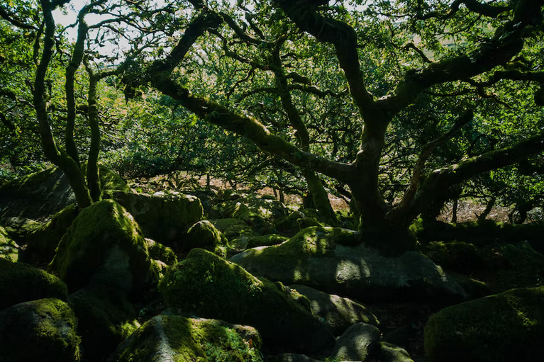 free things to do with kids in Devon