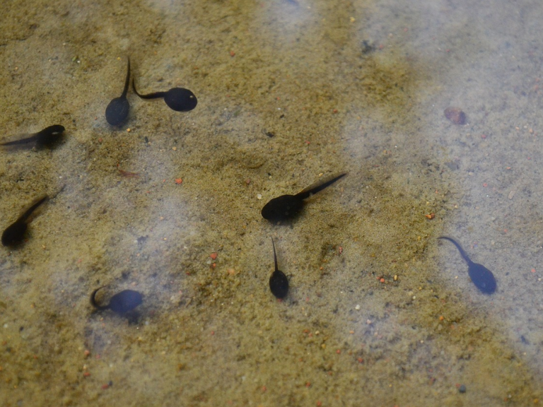 spring activities for kids hunting for tadpoles