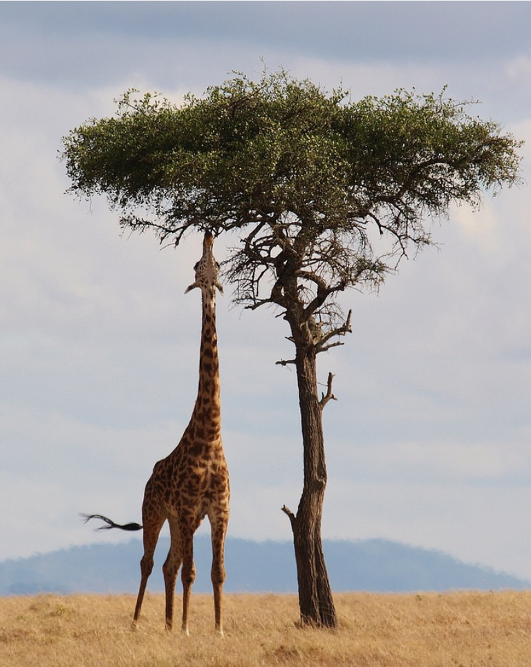 safari themed activities for kids