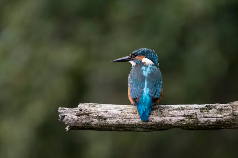 free things to do with kids in West Sussex