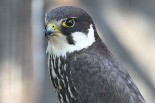 free things to do with kids in Cambridgeshire