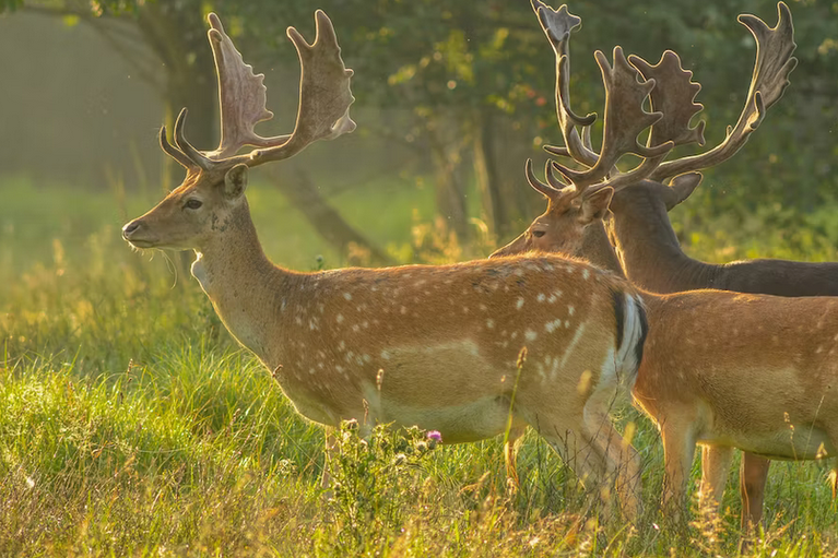 free things to do with kids in Hampshire