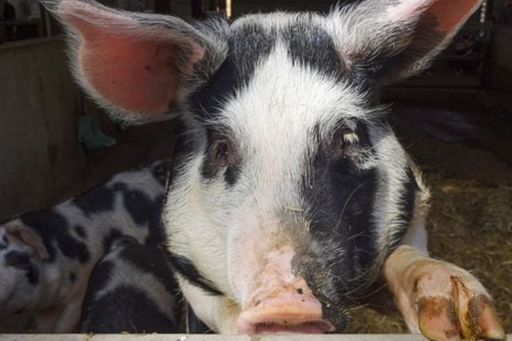 free things to do with kids in Bristol