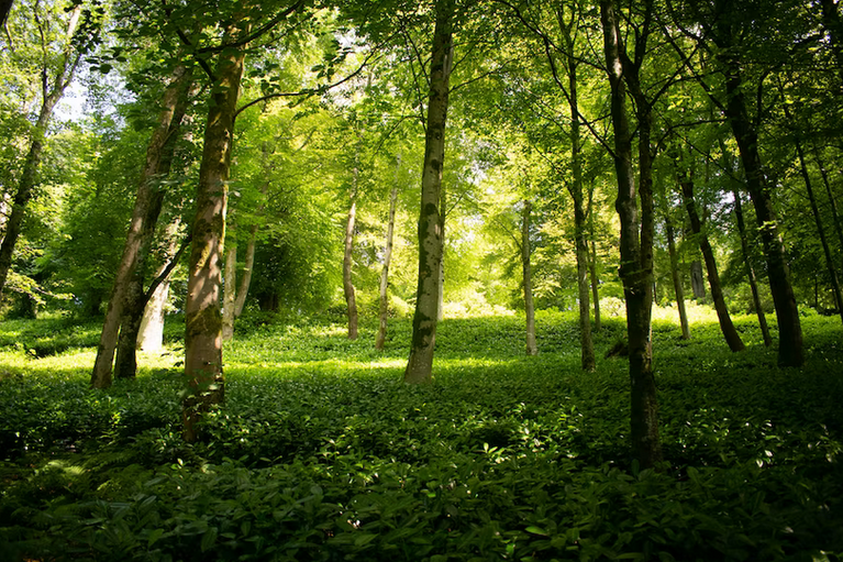 free things to do with kids in Somerset