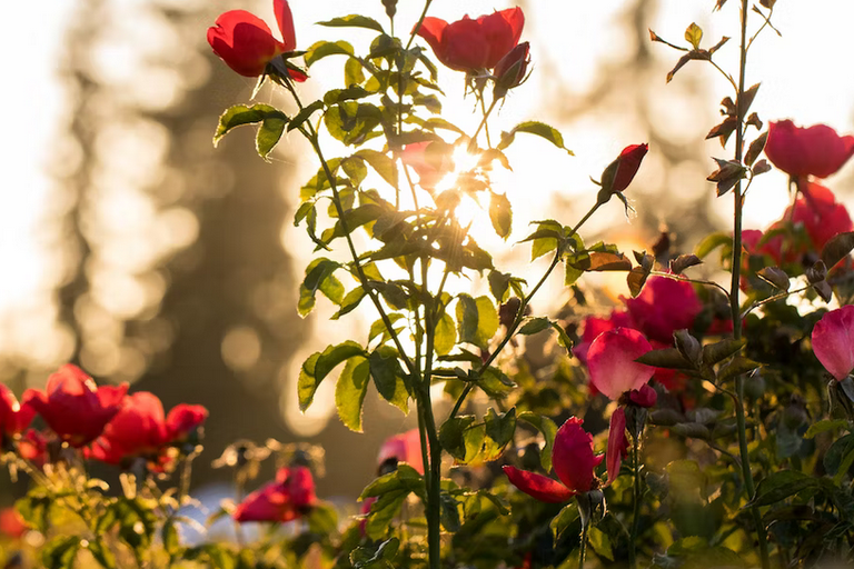 free things to do with kids in Norfolk