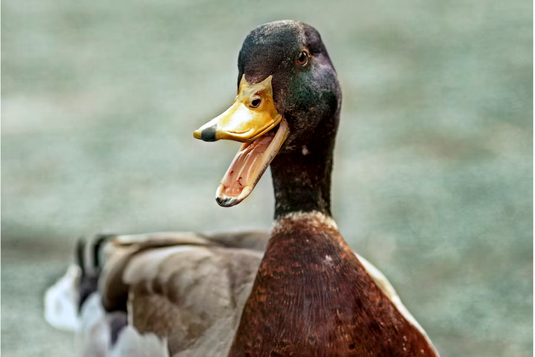 free things to do with kids in Derbyshire