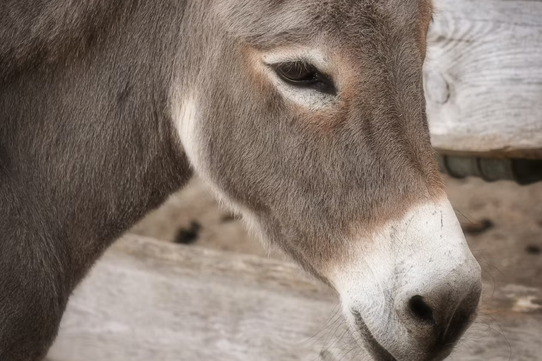 free things to do with kids on the Isle of Wight