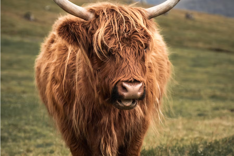 free things to do with kids in West Lothian