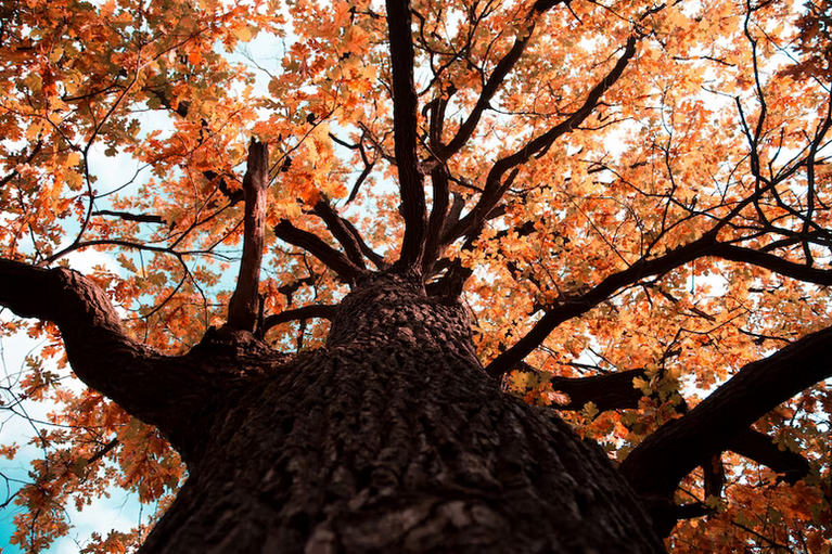 free things to do with kids in Herefordshire