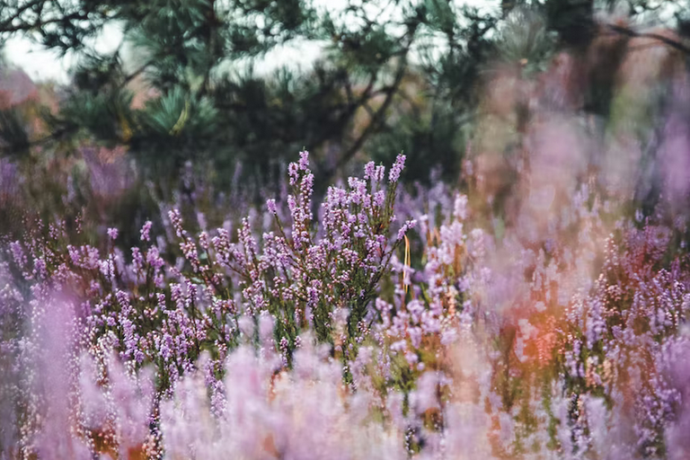 free things to do with kids in the Scottish Highlands