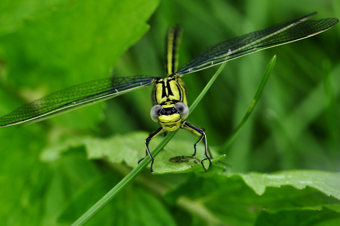 free things to do with kids in Suffolk