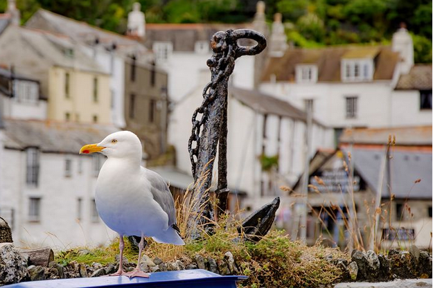 free things to do with kids in Cornwall