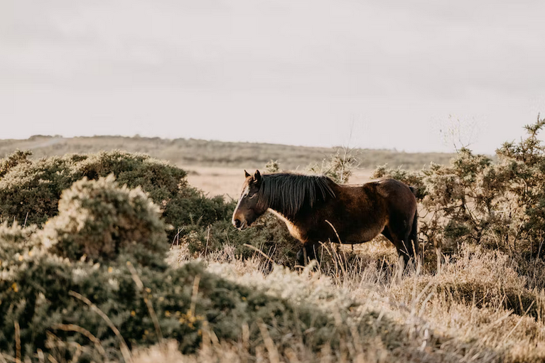 free days out with kids in Berkshire