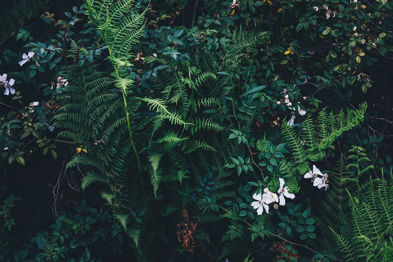 free things to do with kids in the Scottish Highlands