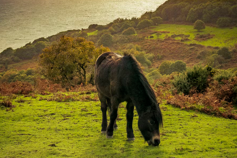 free things to do with kids in East Sussex