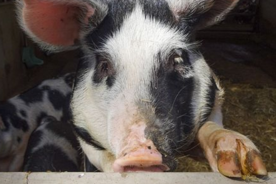 free days out with kids in County Armagh