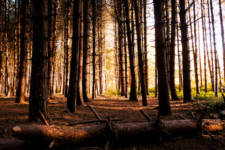 Free family days out and places to visit in Northamptonshire