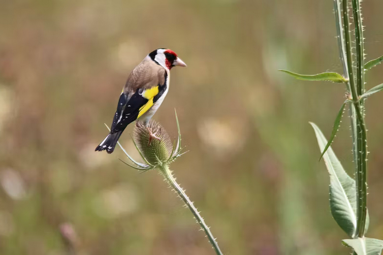 free things to do with kids in Merseyside