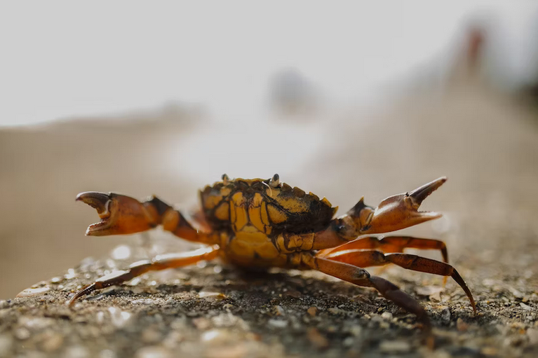 free things to do with kids in Essex