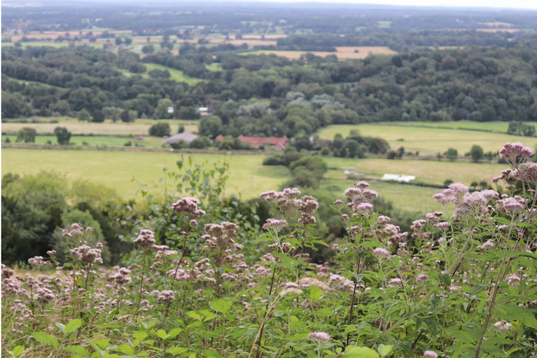 free things to do with kids in Surrey