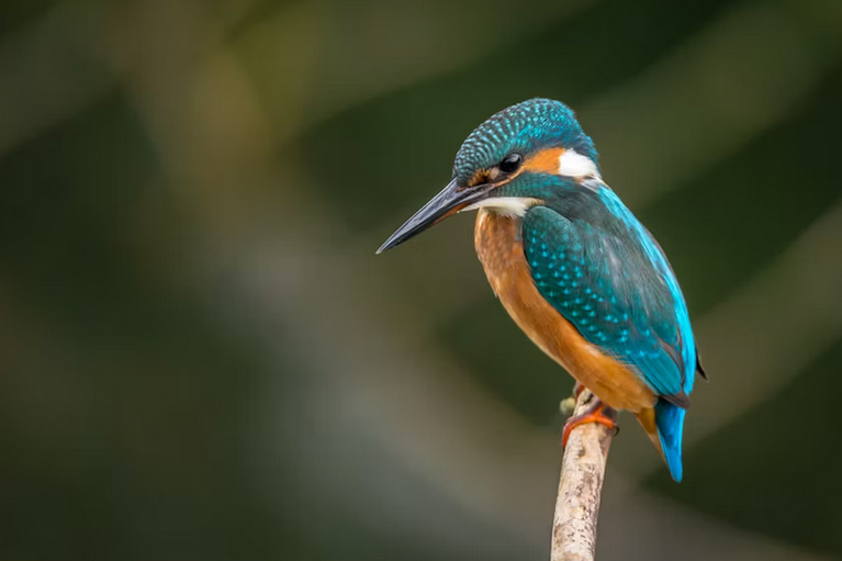 free things to do with kids in Midlothian