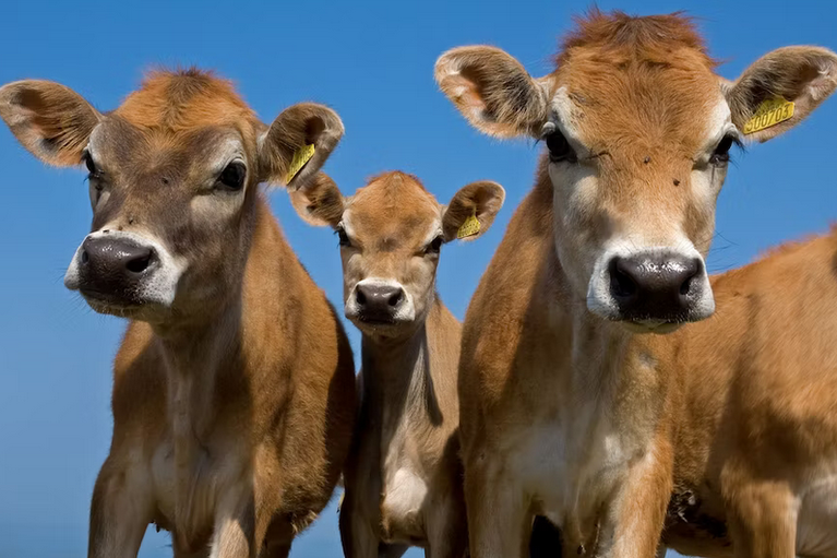 free things to do with kids in West Midlands