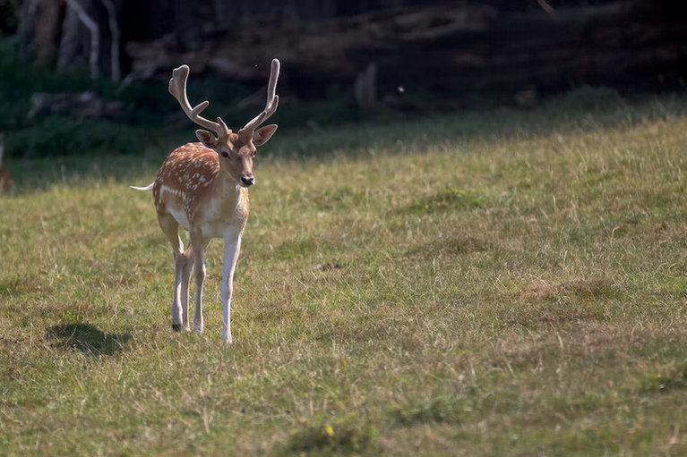 free things to do with kids in Essex