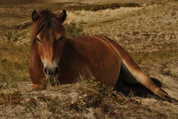 free things to do with kids in West Midlands