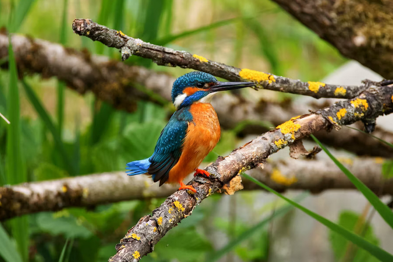 free things to do with kids in Somerset