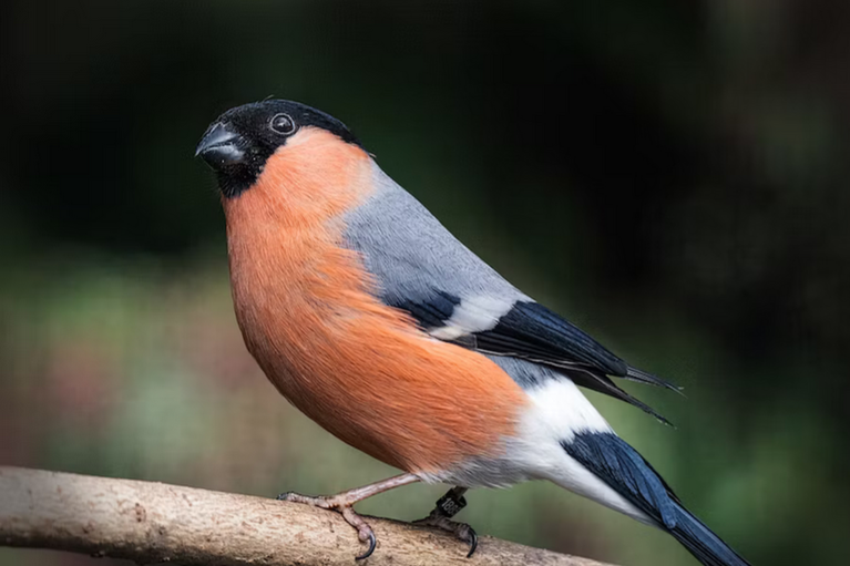 free things to do with kids in Lincolnshire