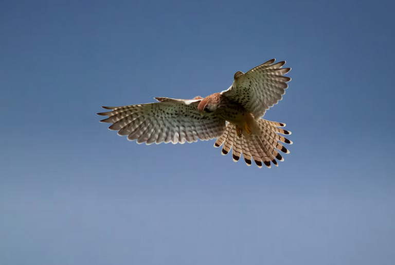 free things to do with kids in Kent