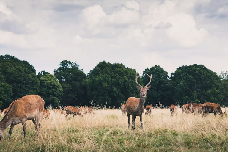 free things to do with kids in london