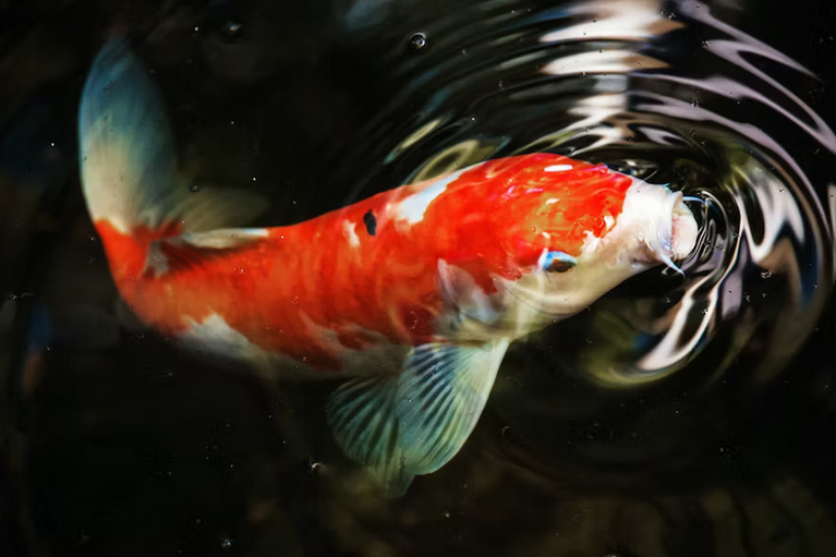 free things to do with kids in Herefordshire