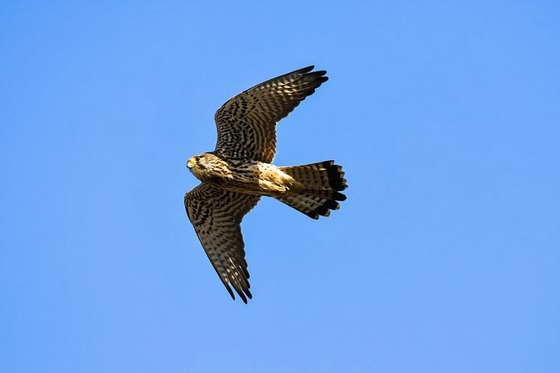 free things to do with kids in Essex