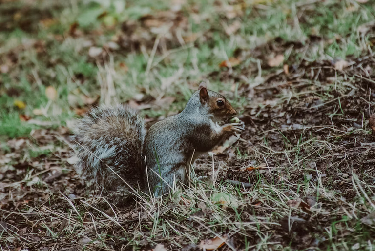 free things to do with kids in Suffolk