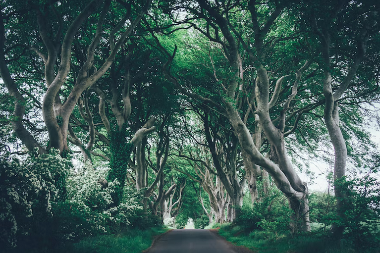 free days out with kids in County Antrim